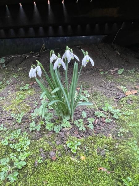 <h3>Galanthus nivalis / Snowdrop / Gewoon sneeuwklokje</h3>